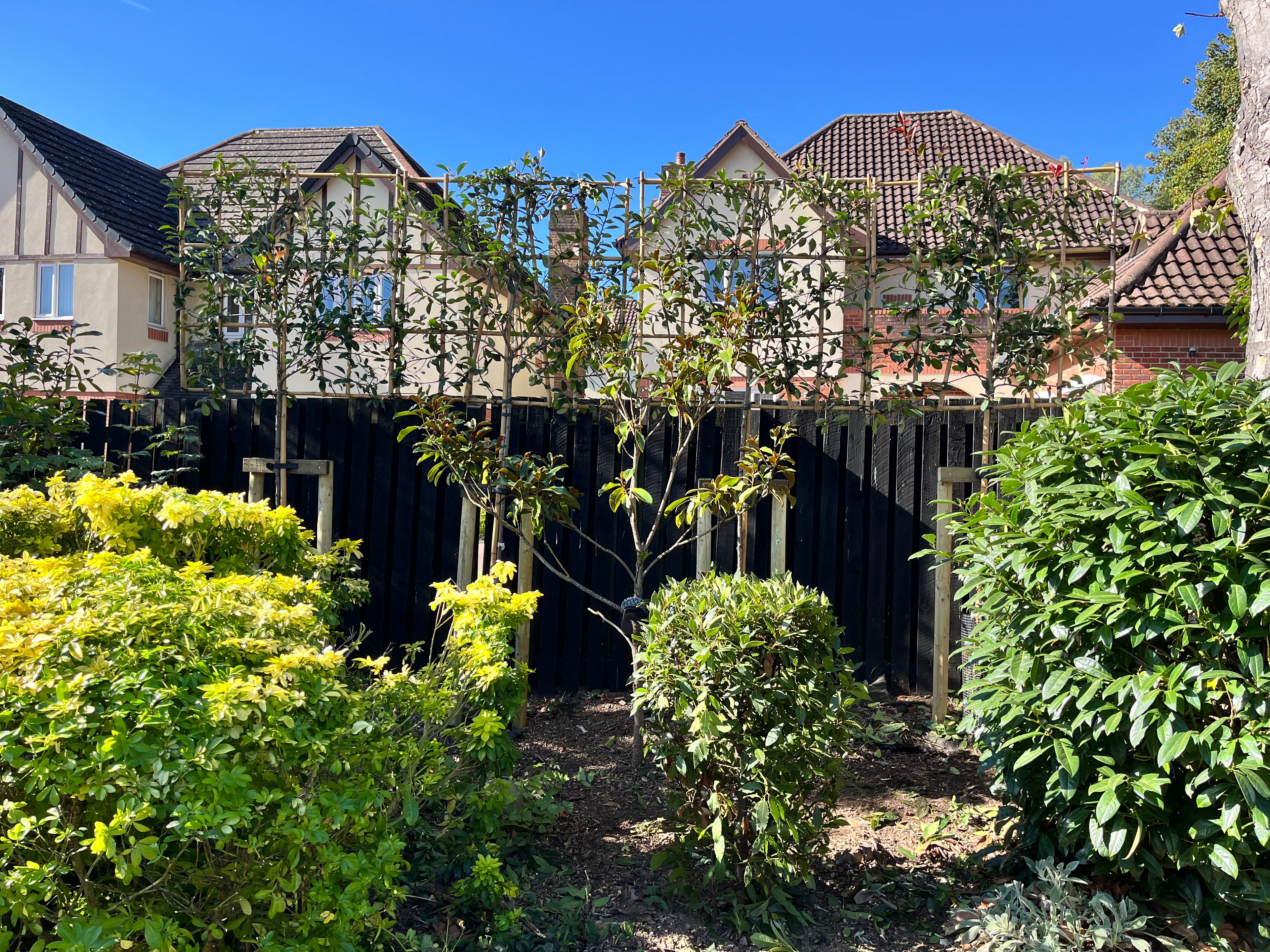 Pleached Tree Privacy Screen