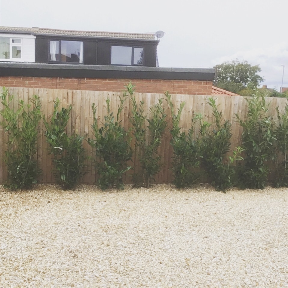 Natural hedge installation