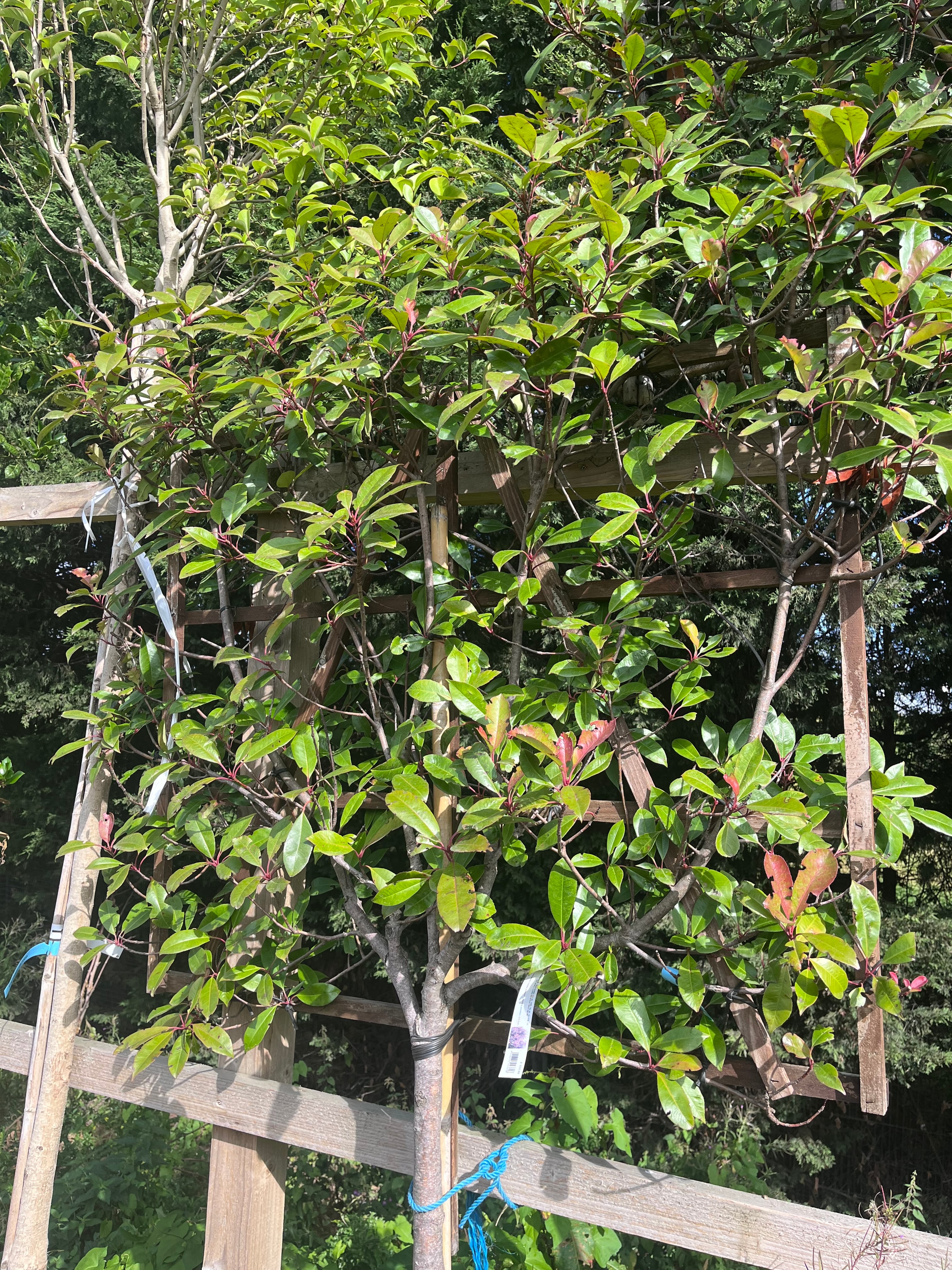 Pleached tree screen installation